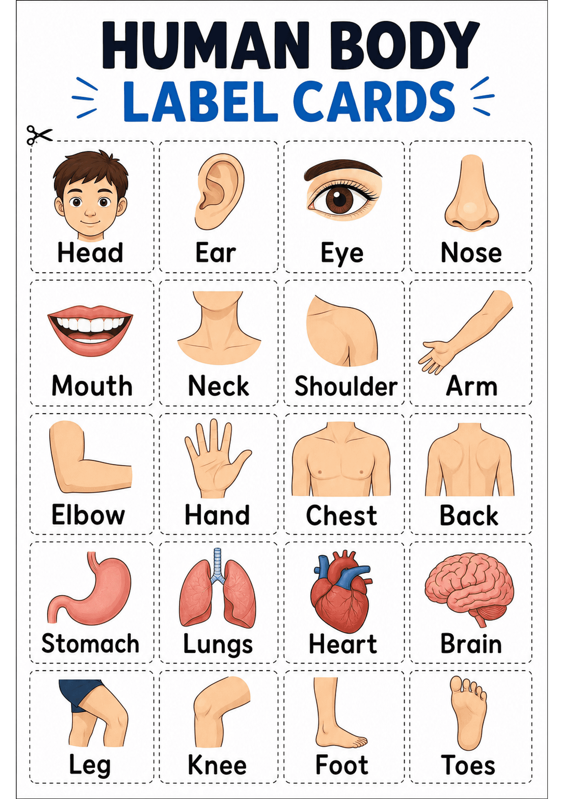 Human Body Label Cards: Portrait A4 with large header 'HUMAN BODY LABEL CARDS', arranged grid of dashed-outline square cards; each card contains a coloured cartoon illustration of a body part or organ (e.g. Head, Ear, Eye, Nose, Mouth, Neck, Shoulder, Arm, Elbow, Hand, Chest, Back, Stomach, Lungs, Heart, Brain, Leg, Knee, Foot, Toes) and a single-word label in a large, bold, legible font; scissor icon at top-left; images are simplified and child-friendly.