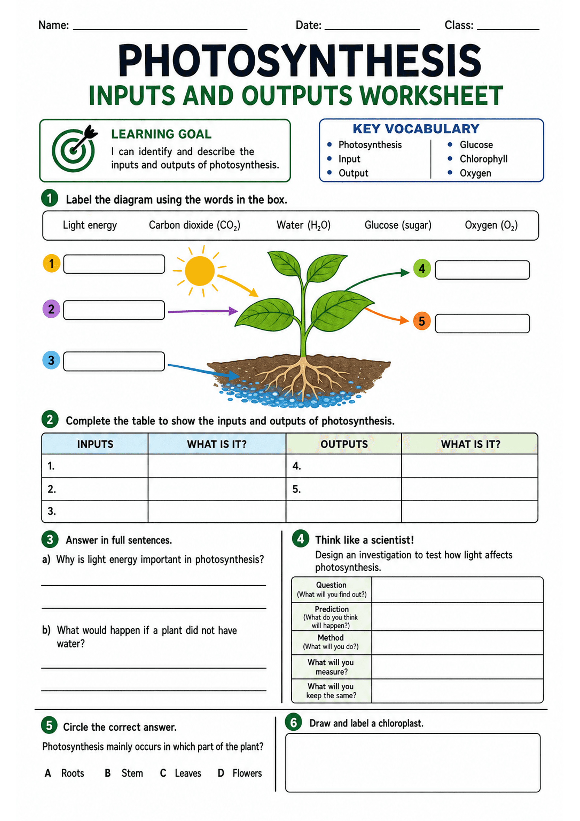 Photosynthesis Inputs and Outputs Worksheet: Header with title and learning goal; key vocabulary box (Photosynthesis, Input, Output, Glucose, Chlorophyll, Oxygen); numbered diagram of a plant with arrows from sun, air and soil and five labelled blanks; a single-row word bank containing 'Light energy', 'Carbon dioxide (CO2)', 'Water (H2O)', 'Glucose (sugar)', 'Oxygen (O2)'; a two-column inputs/outputs table with 'WHAT IS IT?' explanation columns; two short-answer prompts (full-sentence responses...