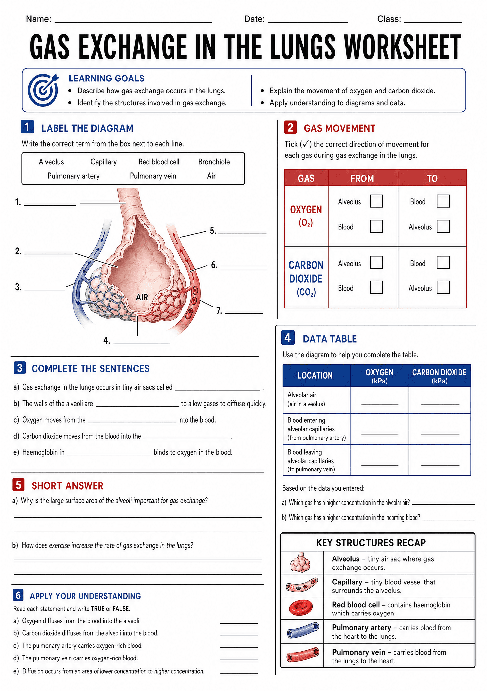 Gas Exchange in The Lungs Worksheet: Header with Name/Date/Class fields and large title; 'Learning goals' box with bullet points; Section 1: large coloured alveolus/capillary diagram labelled 1–7 and a word bank (Alveolus, Capillary, Red blood cell, Bronchiole, Pulmonary artery, Pulmonary vein, Air); Section 2: 'Gas movement' two-row table (OXYGEN (O2) and CARBON DIOXIDE (CO2)) with FROM/TO columns and tick boxes; Section 3: 'Complete the sentences' five fill‑in-the-blank prompts; Section 4: 'D...