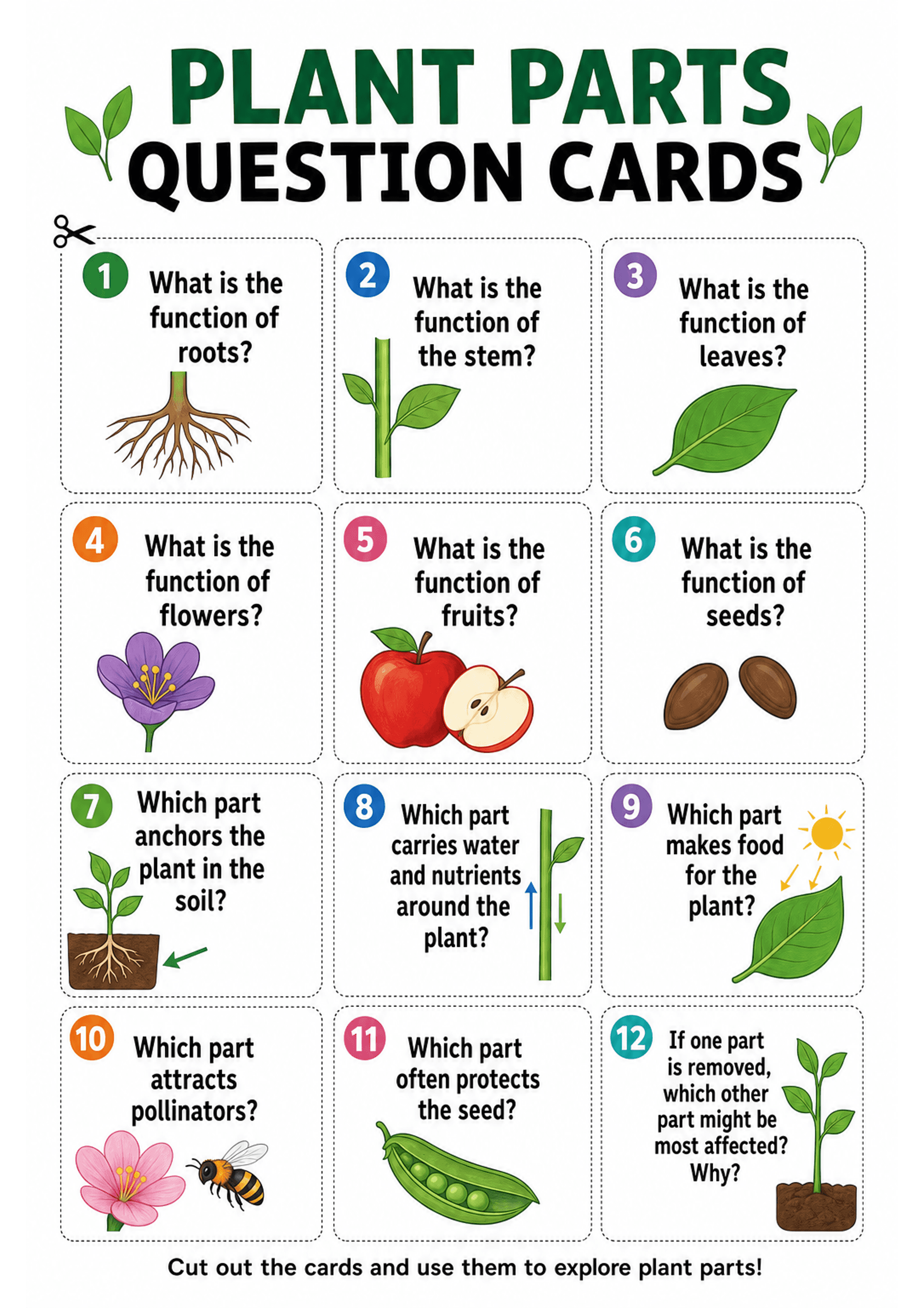 Plant Parts Question Cards: A4 portrait layout with large heading 'PLANT PARTS QUESTION CARDS'; a 3x4 grid of square cards with dashed cut lines and coloured numbered circles (1–12). Each card shows a short question in bold (examples: 'What is the function of roots?', 'Which part carries water and nutrients around the plant?', 'Which part makes food for the plant?') paired with a single clear clipart (roots, stem, leaf, flower, apple/fruit, seeds, plant in soil with arrow, stem with up/down arr...