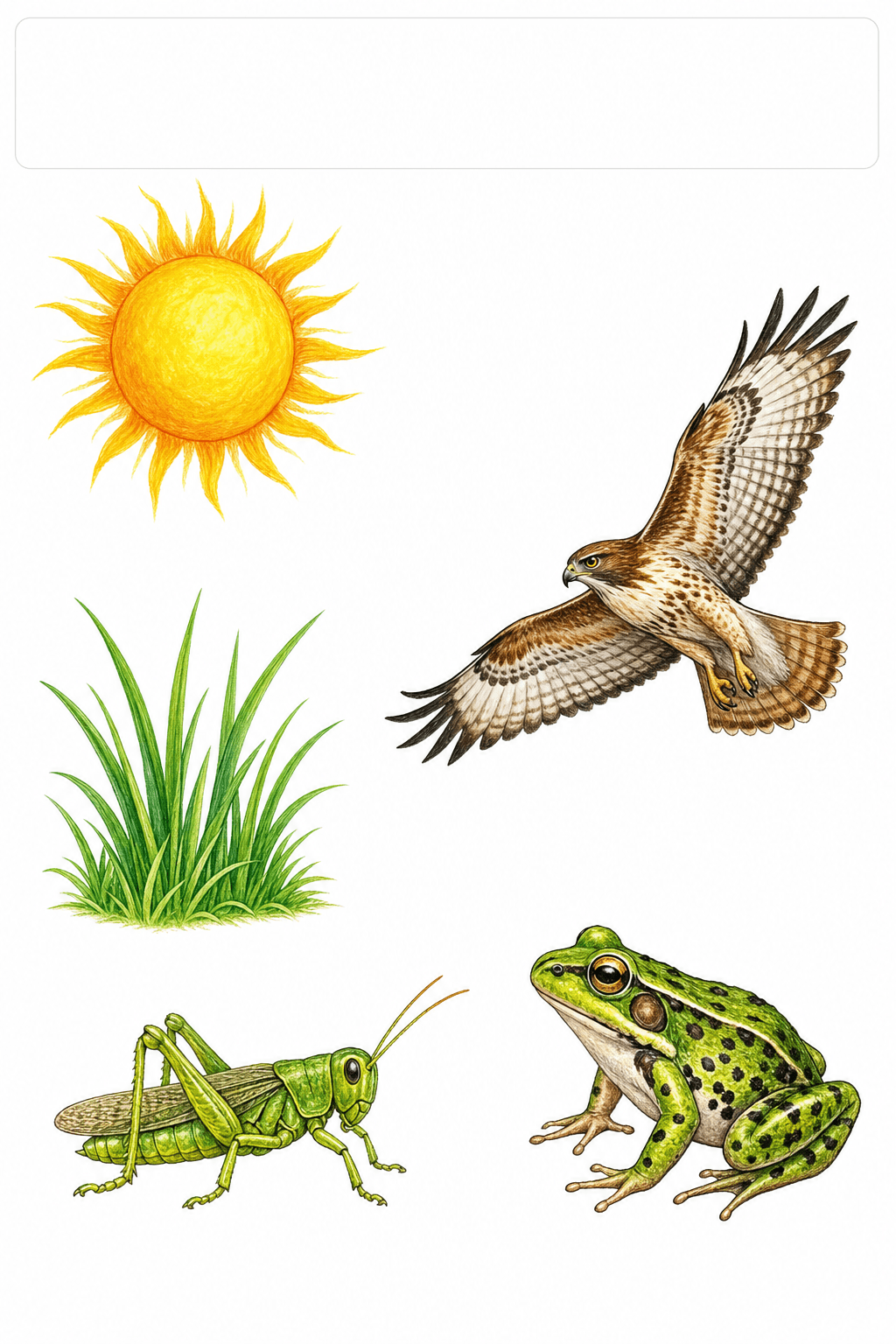 Students arrange illustrated food-chain organisms from the Sun to the hawk and draw arrows showing the direction energy moves.