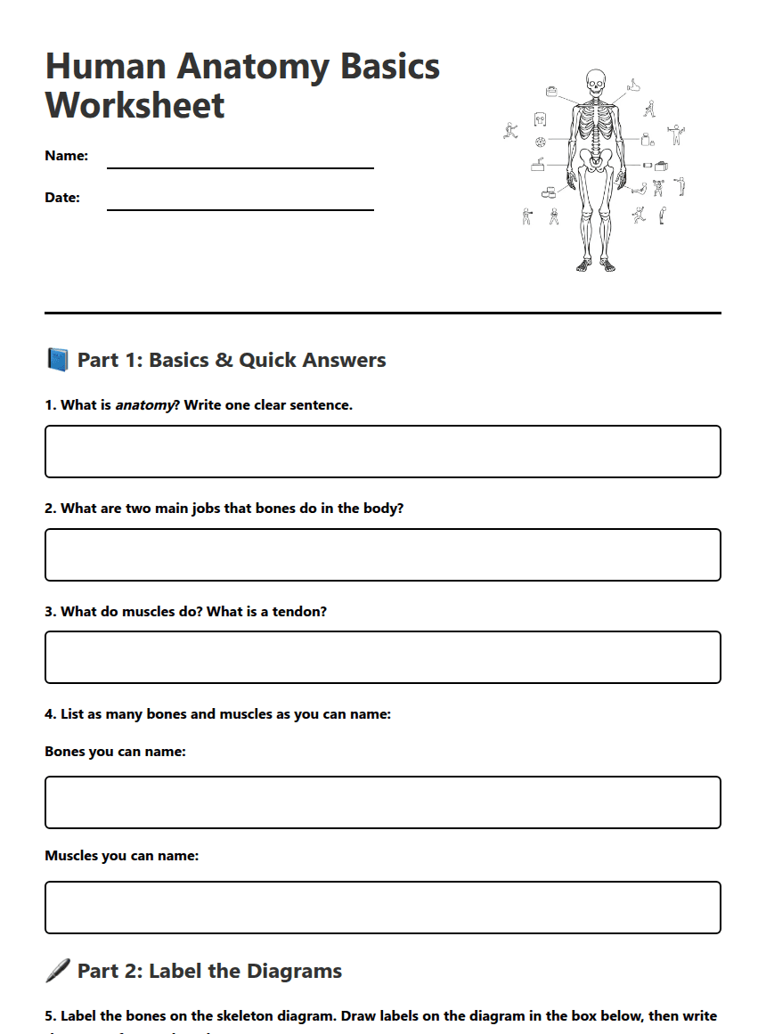 Human Anatomy Basics Worksheet worksheet preview