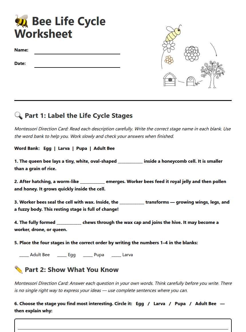 Bee Life Cycle Worksheet worksheet preview