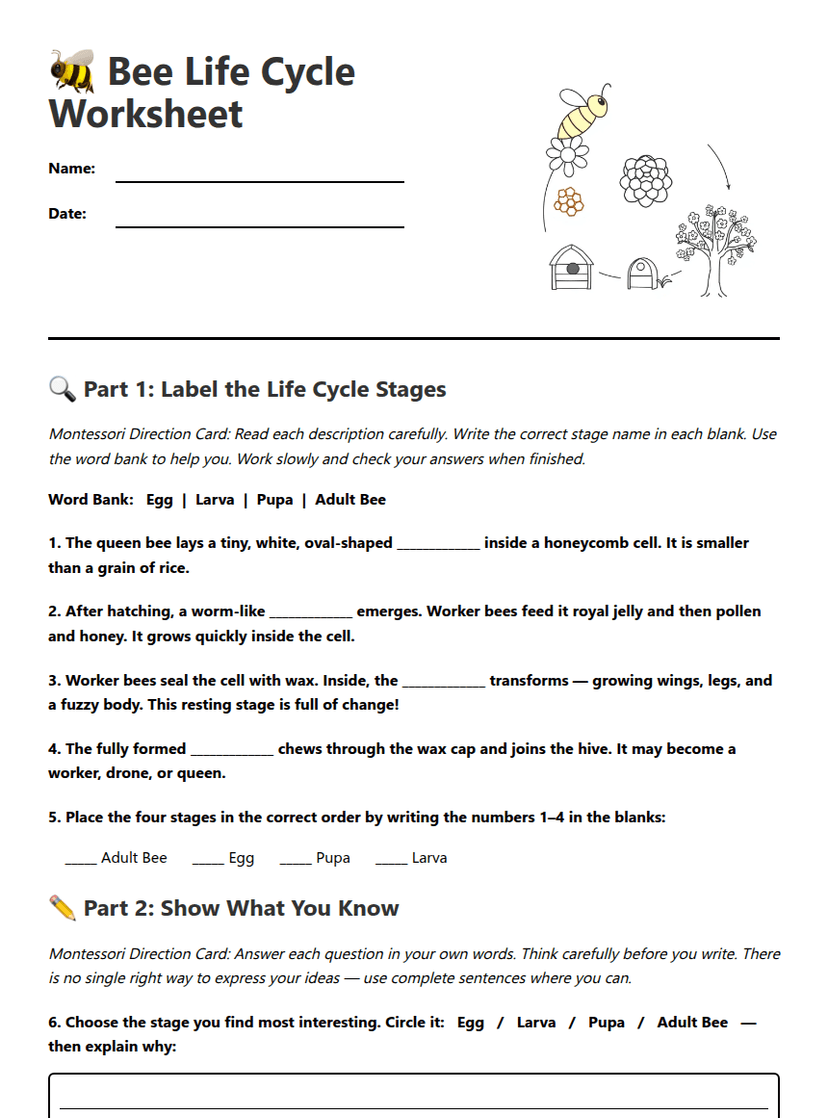 Bee Life Cycle Worksheet