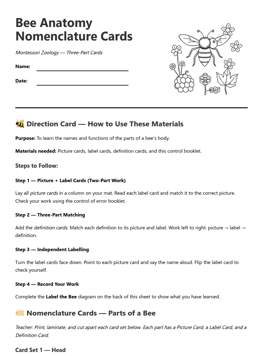 Bee Anatomy Nomenclature Cards worksheet preview