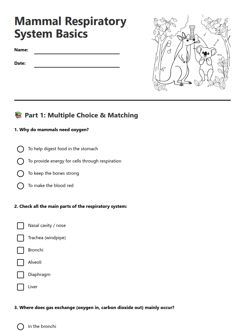 Mammal Respiratory System Basics worksheet preview