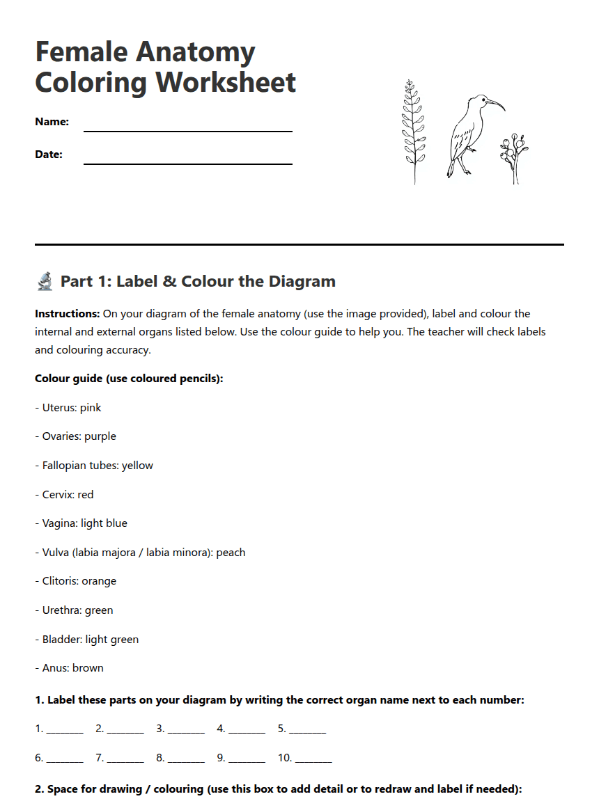 Female Anatomy Coloring Worksheet worksheet preview