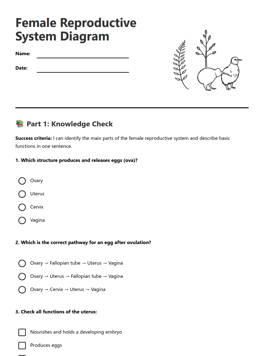 Female Reproductive System Diagram worksheet preview