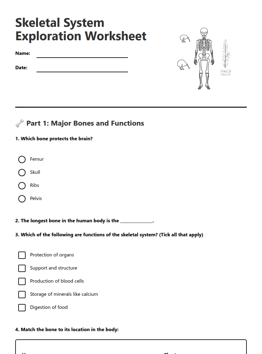 Skeletal System Exploration Worksheet worksheet preview