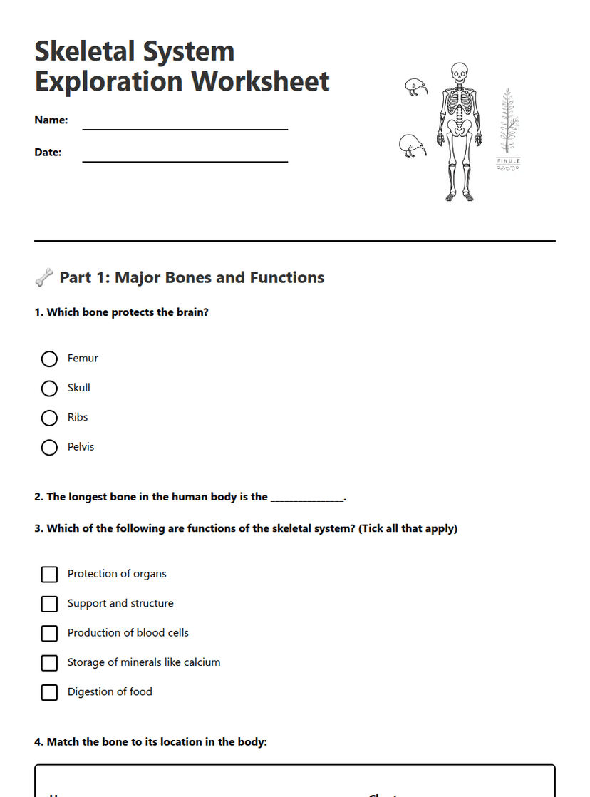 Skeletal System Exploration Worksheet