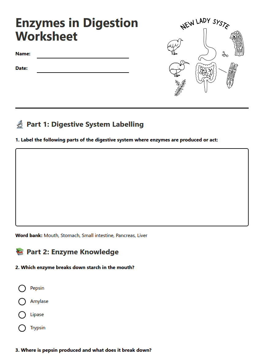 Enzymes in Digestion Worksheet worksheet preview