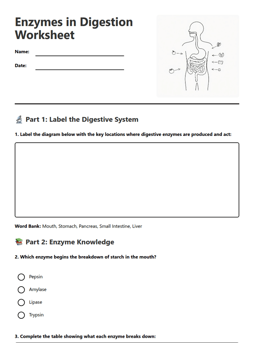 Enzymes in Digestion Worksheet