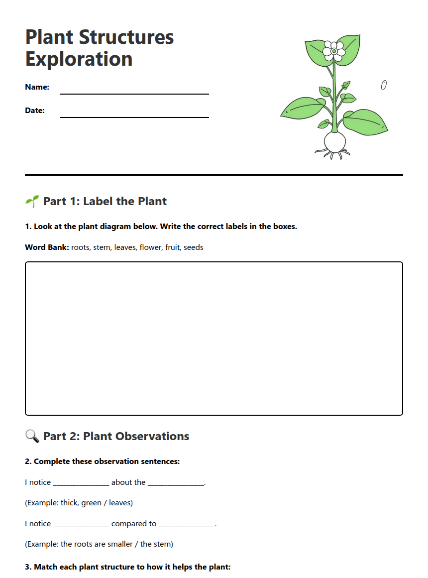 Plant Structures Exploration worksheet preview