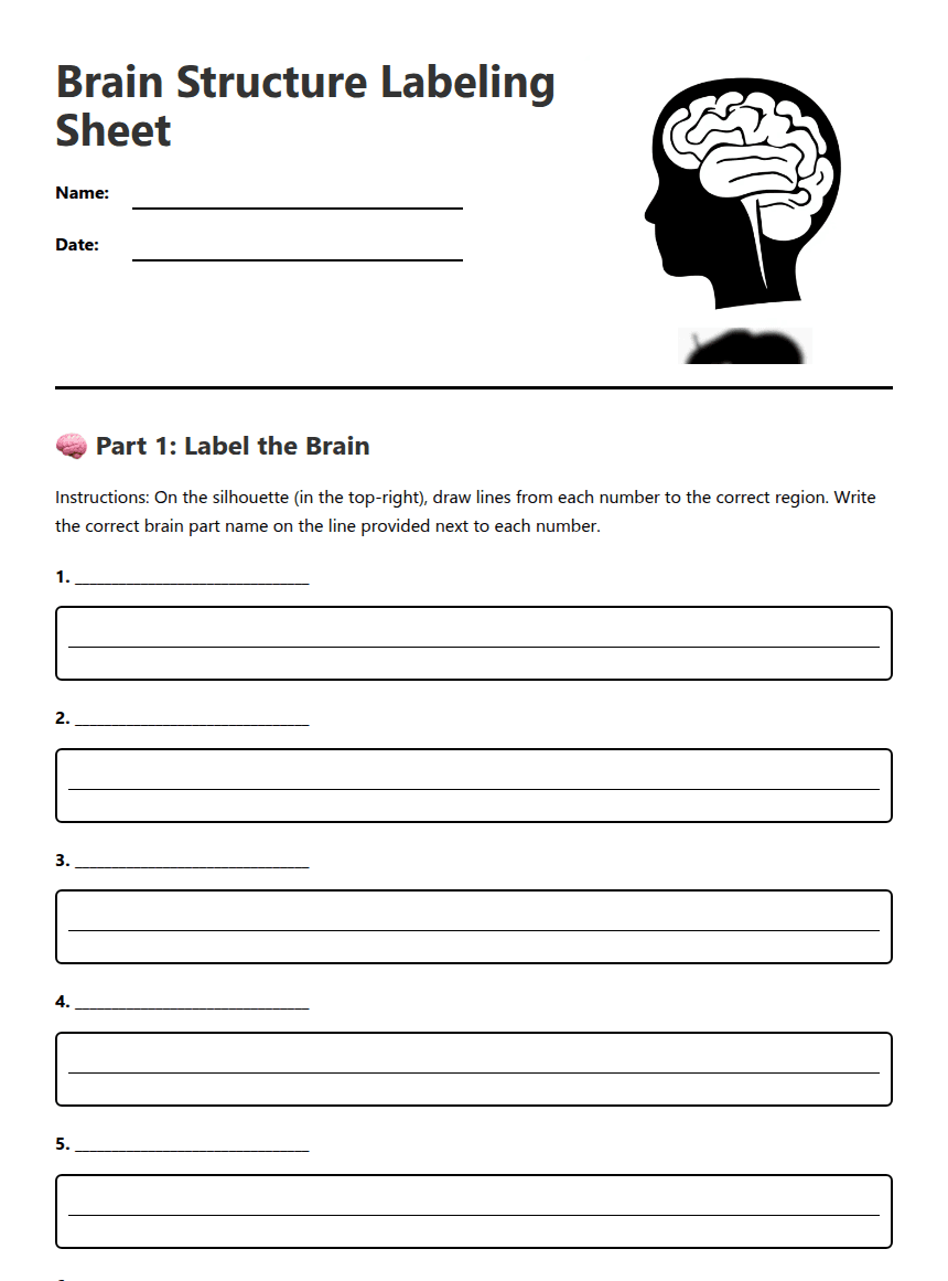 Brain Structure Labeling Sheet worksheet preview