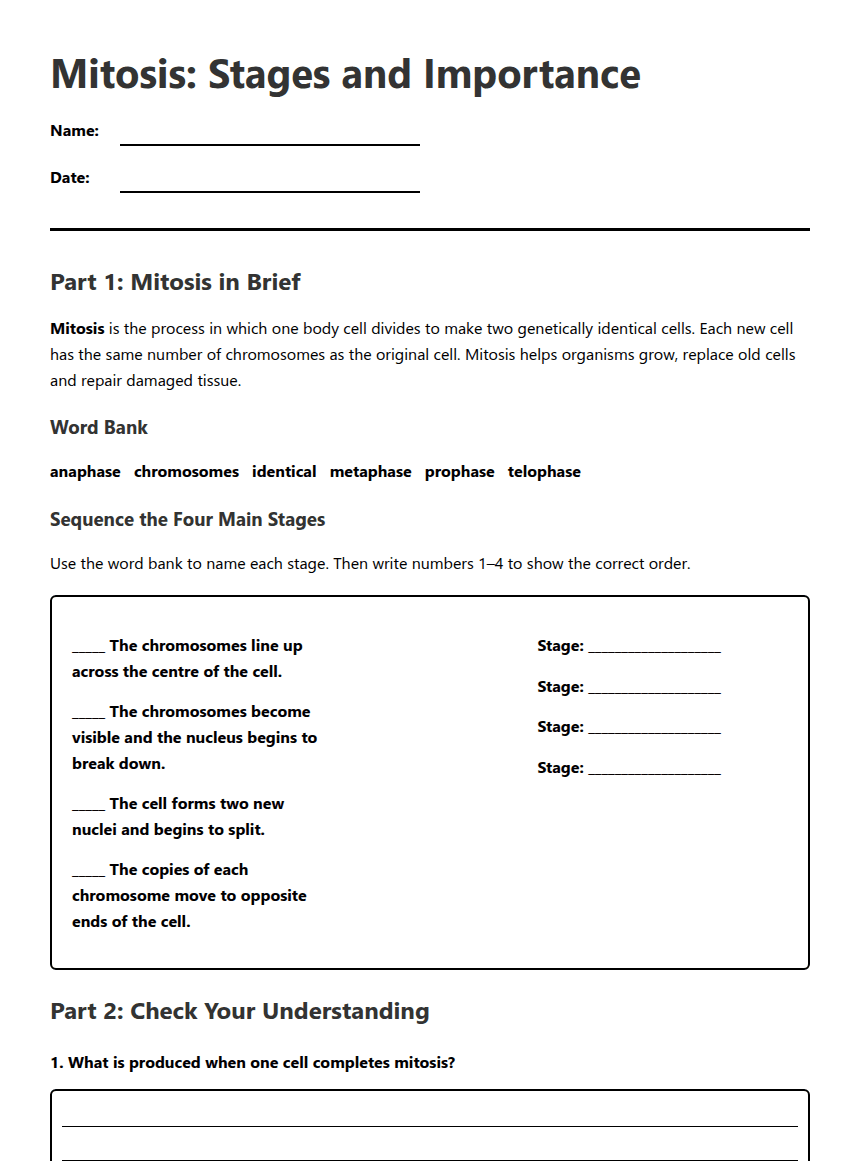Mitosis: Stages and Importance worksheet preview