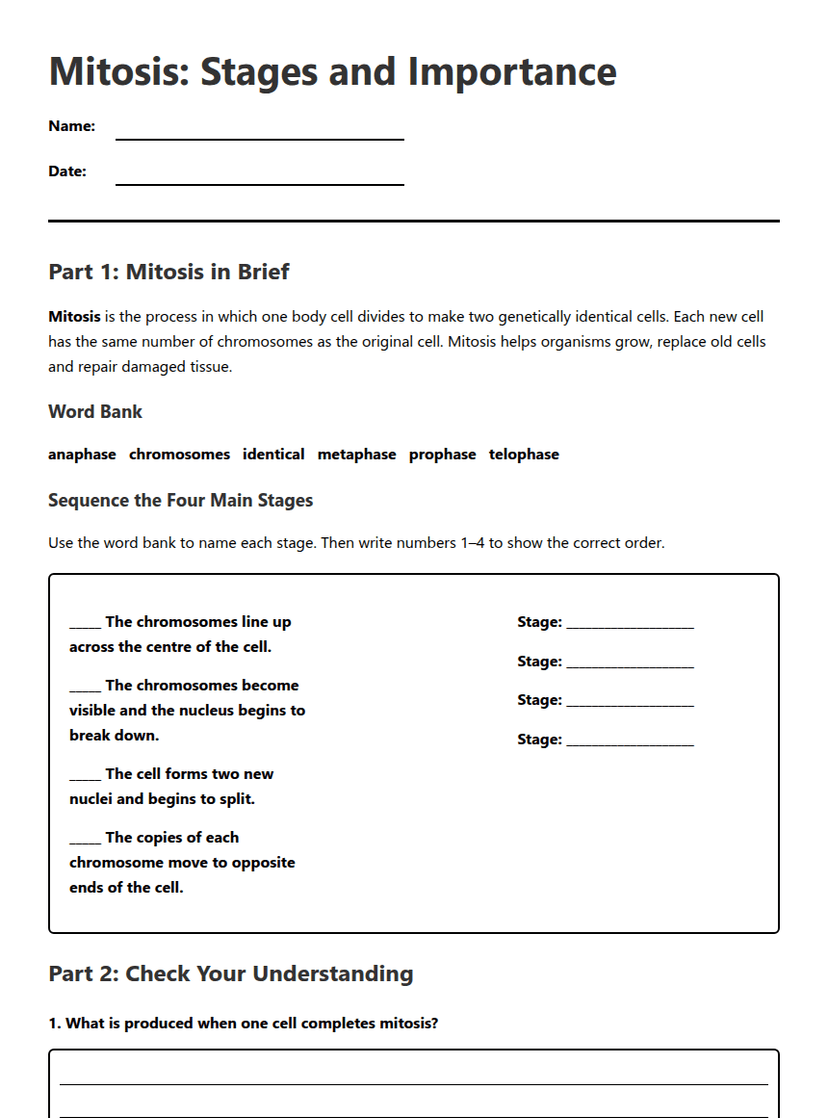Mitosis: Stages and Importance