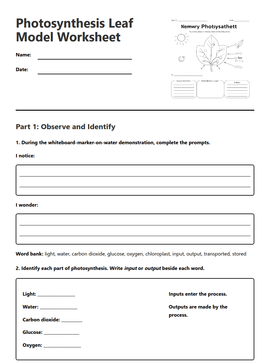 Photosynthesis Leaf Model Worksheet worksheet preview