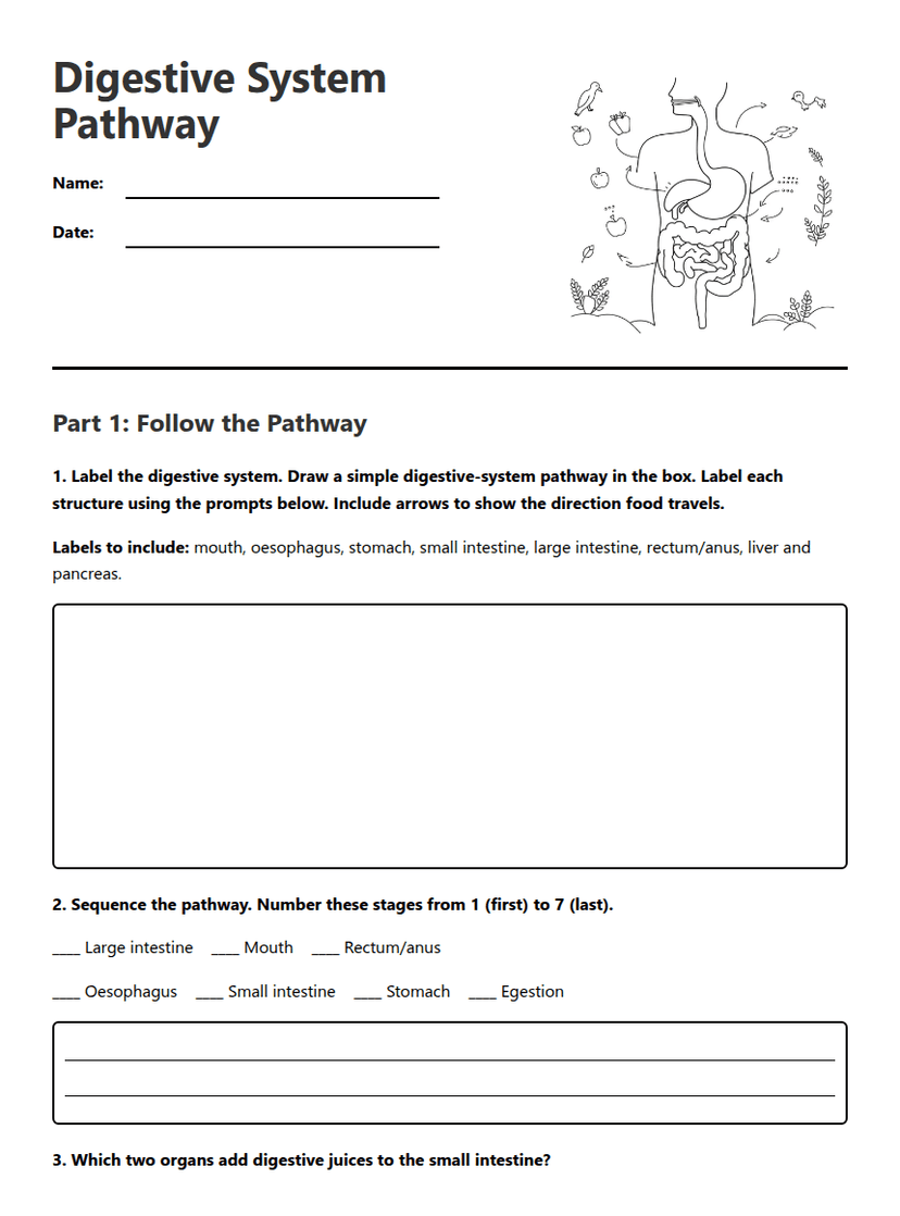Digestive System Pathway