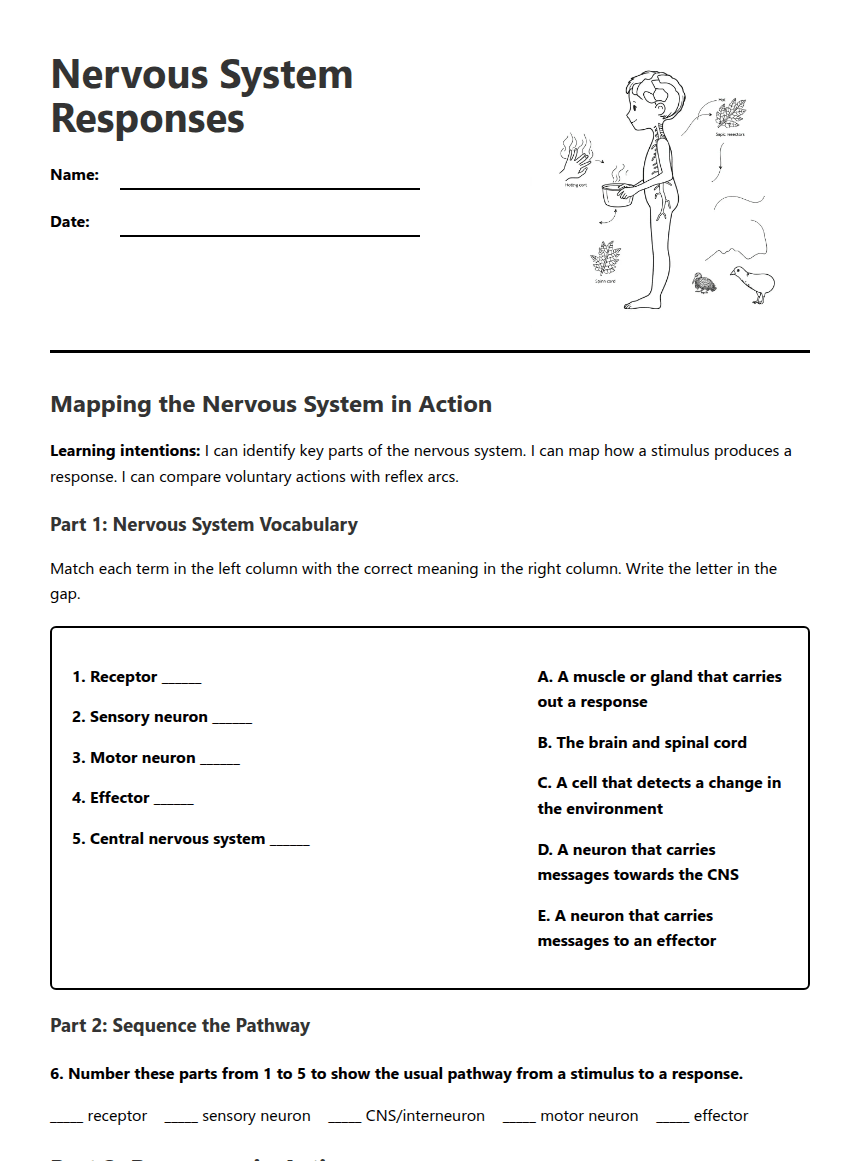Nervous System Responses worksheet preview