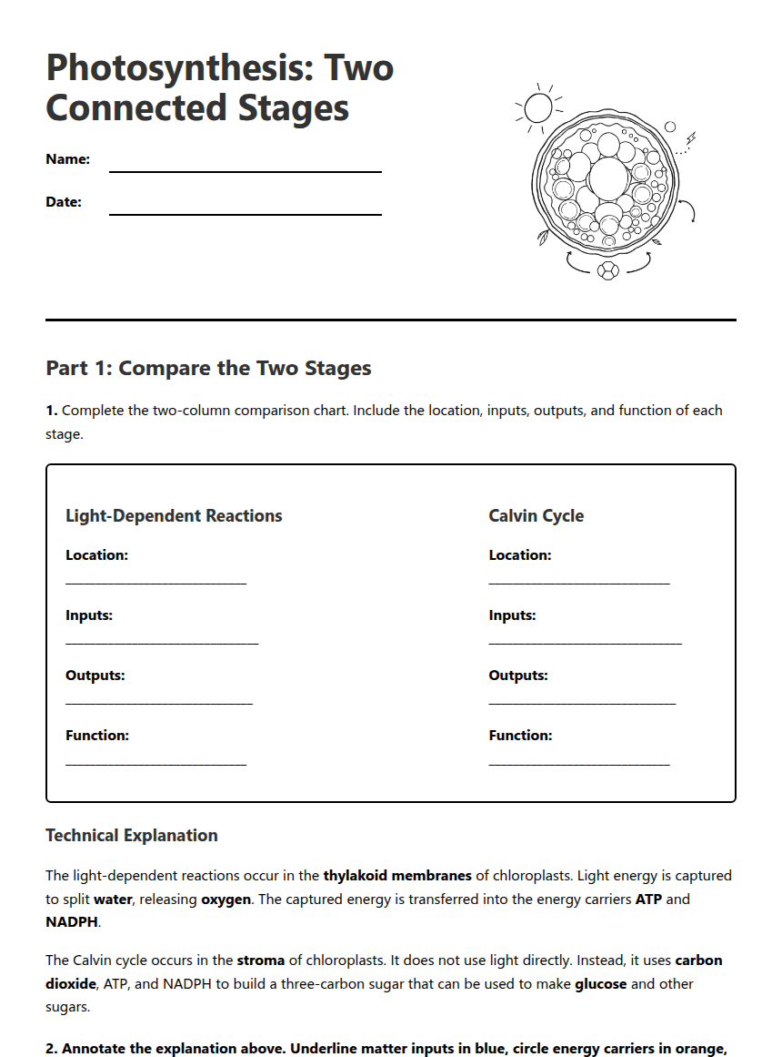 Photosynthesis: Two Connected Stages worksheet preview