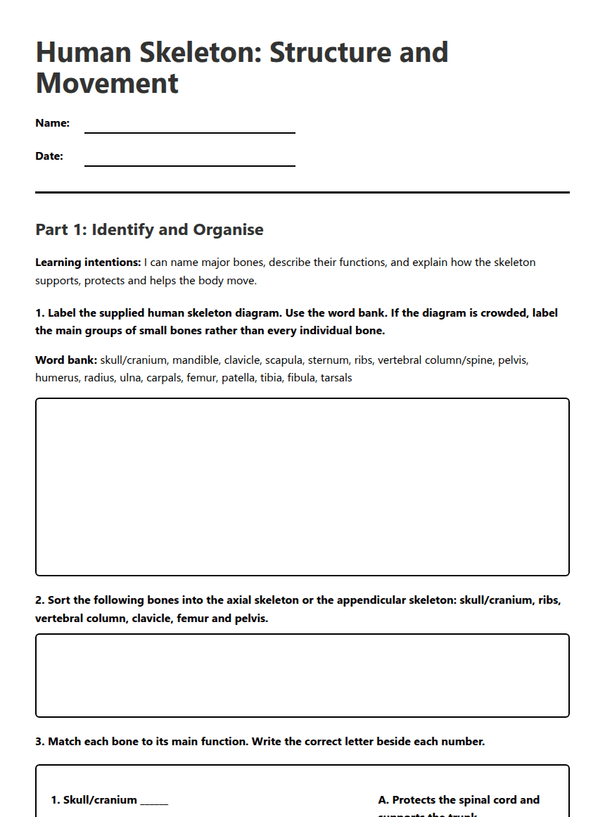 Human Skeleton: Structure and Movement worksheet preview