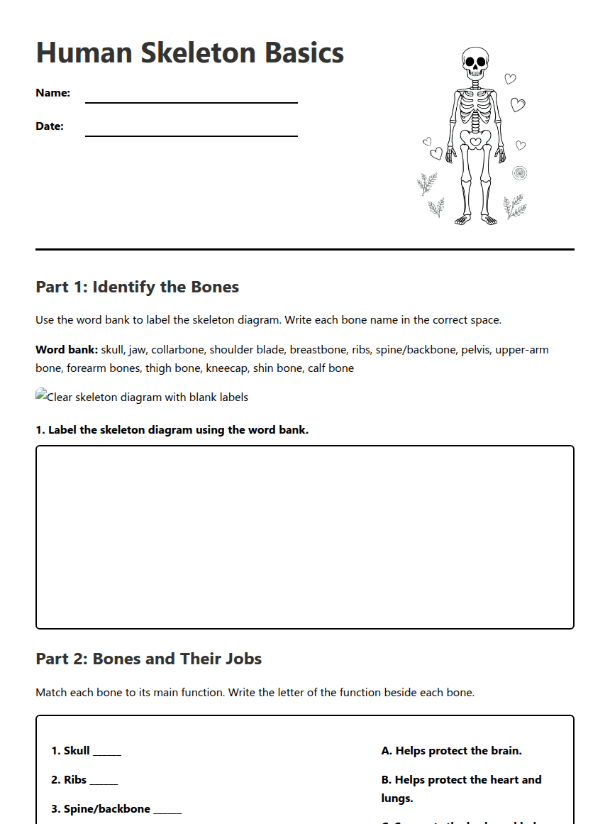 Human Skeleton Basics worksheet preview