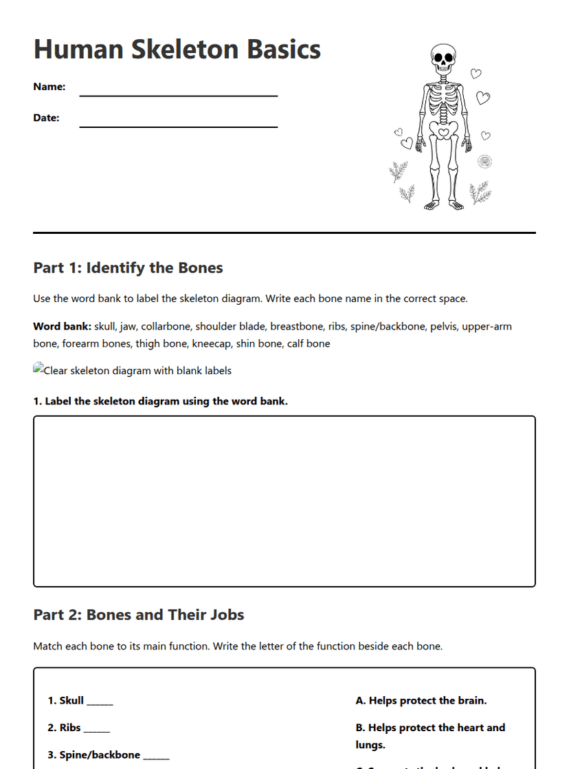 Human Skeleton Basics