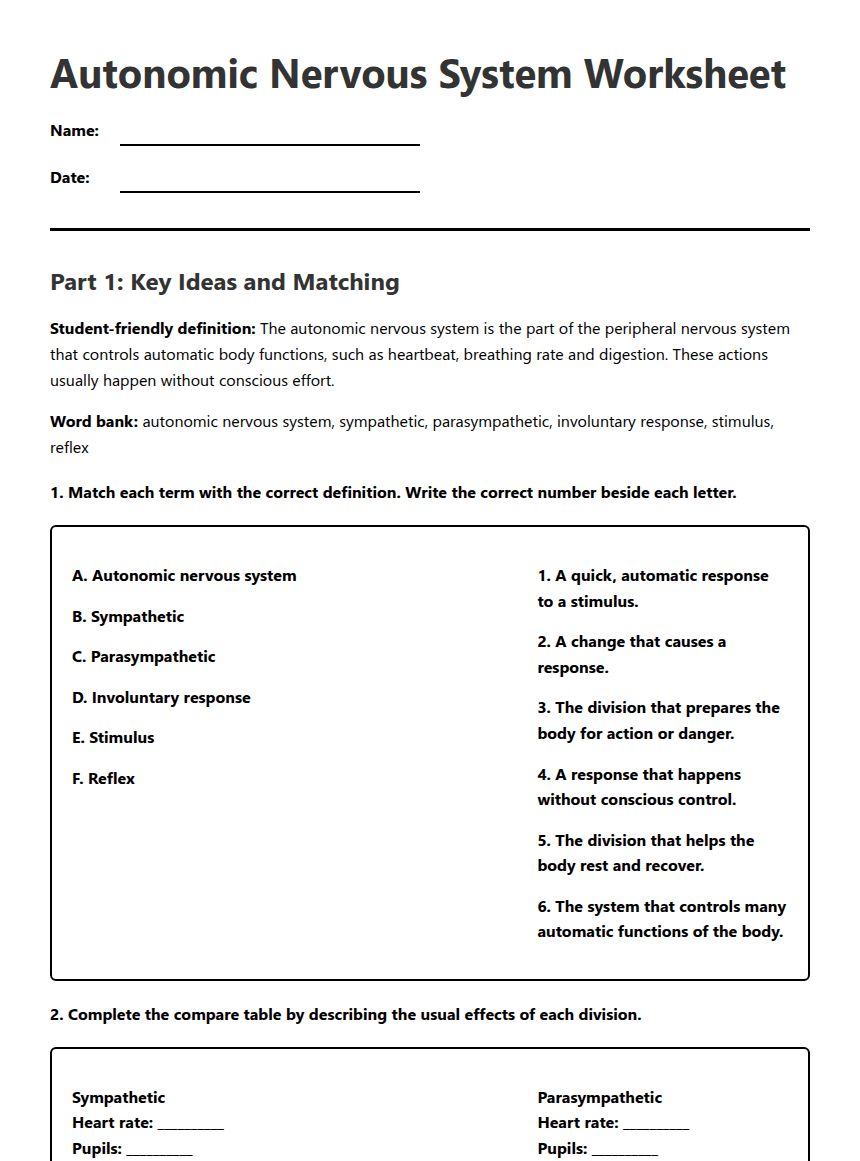 Autonomic Nervous System Worksheet worksheet preview