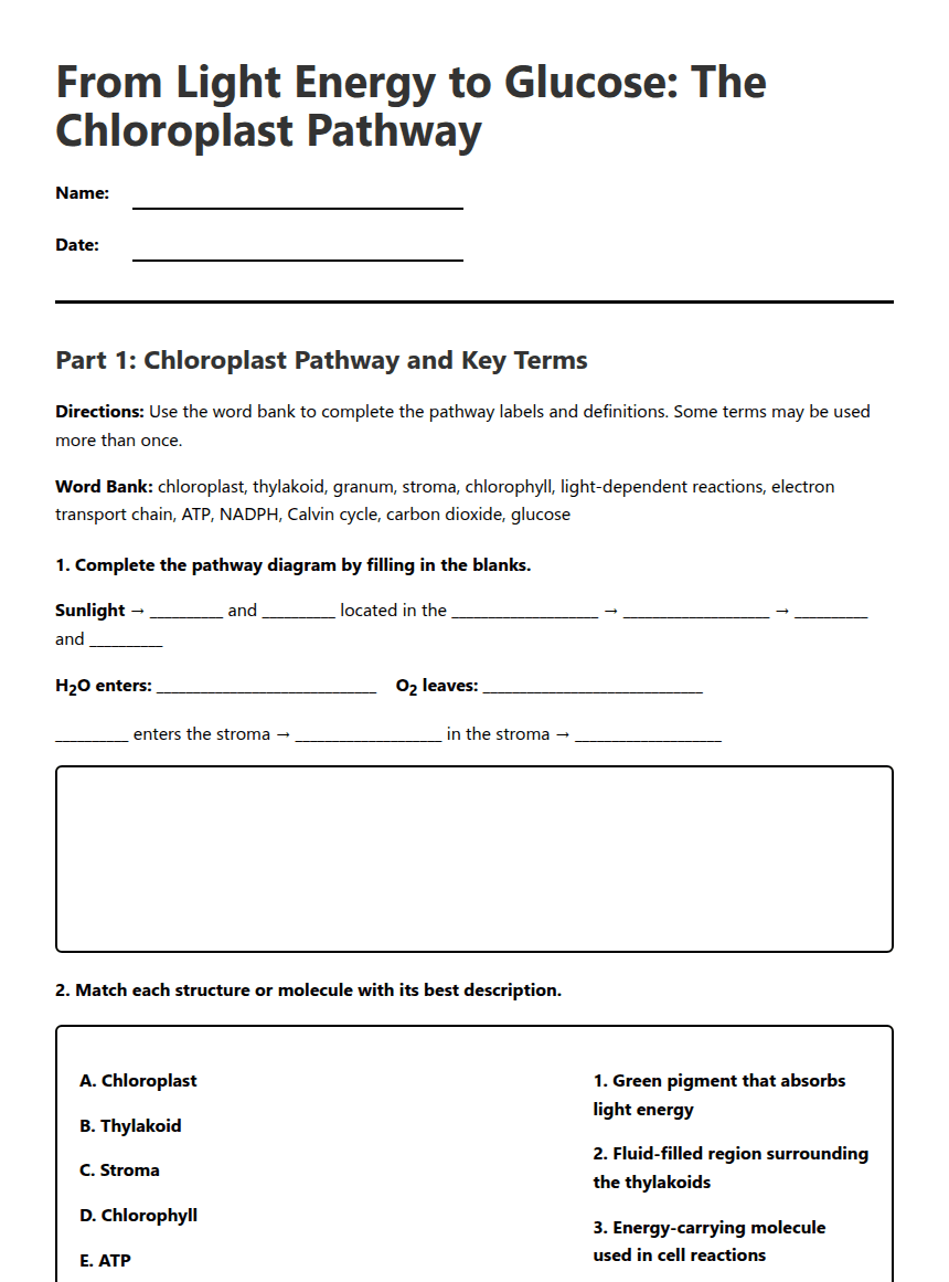 Photosynthesis Pathway Worksheet worksheet preview