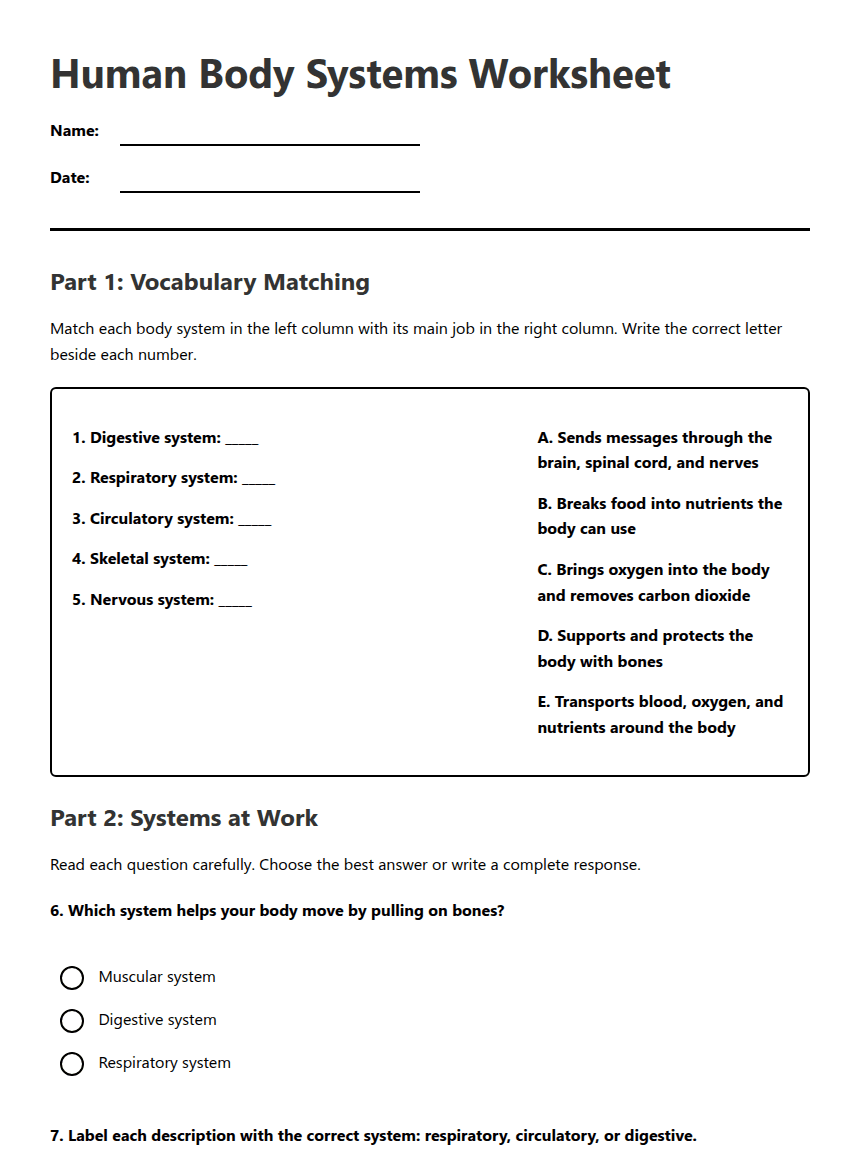 Human Body Systems Worksheet worksheet preview