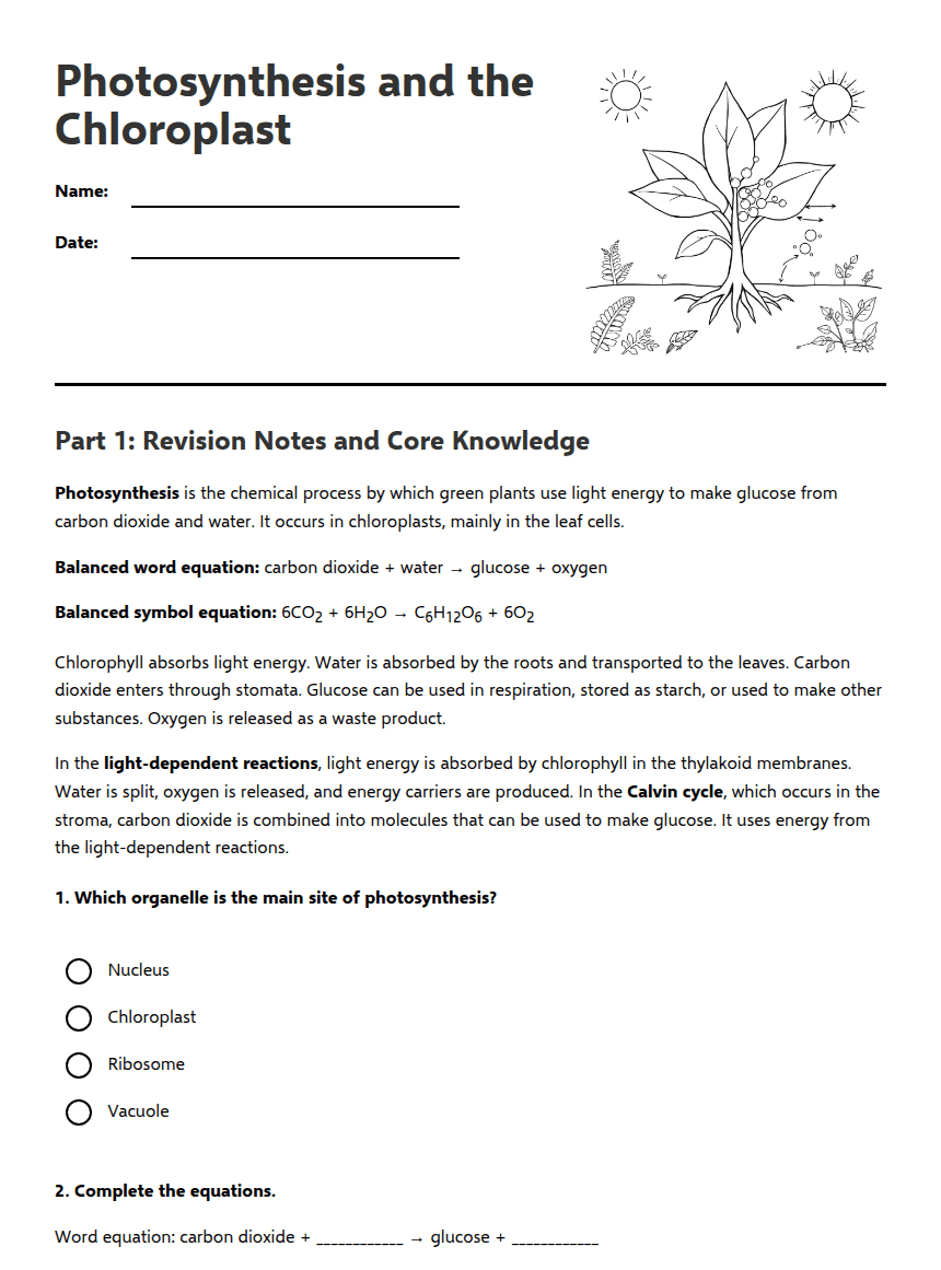 Photosynthesis and Chloroplasts worksheet preview