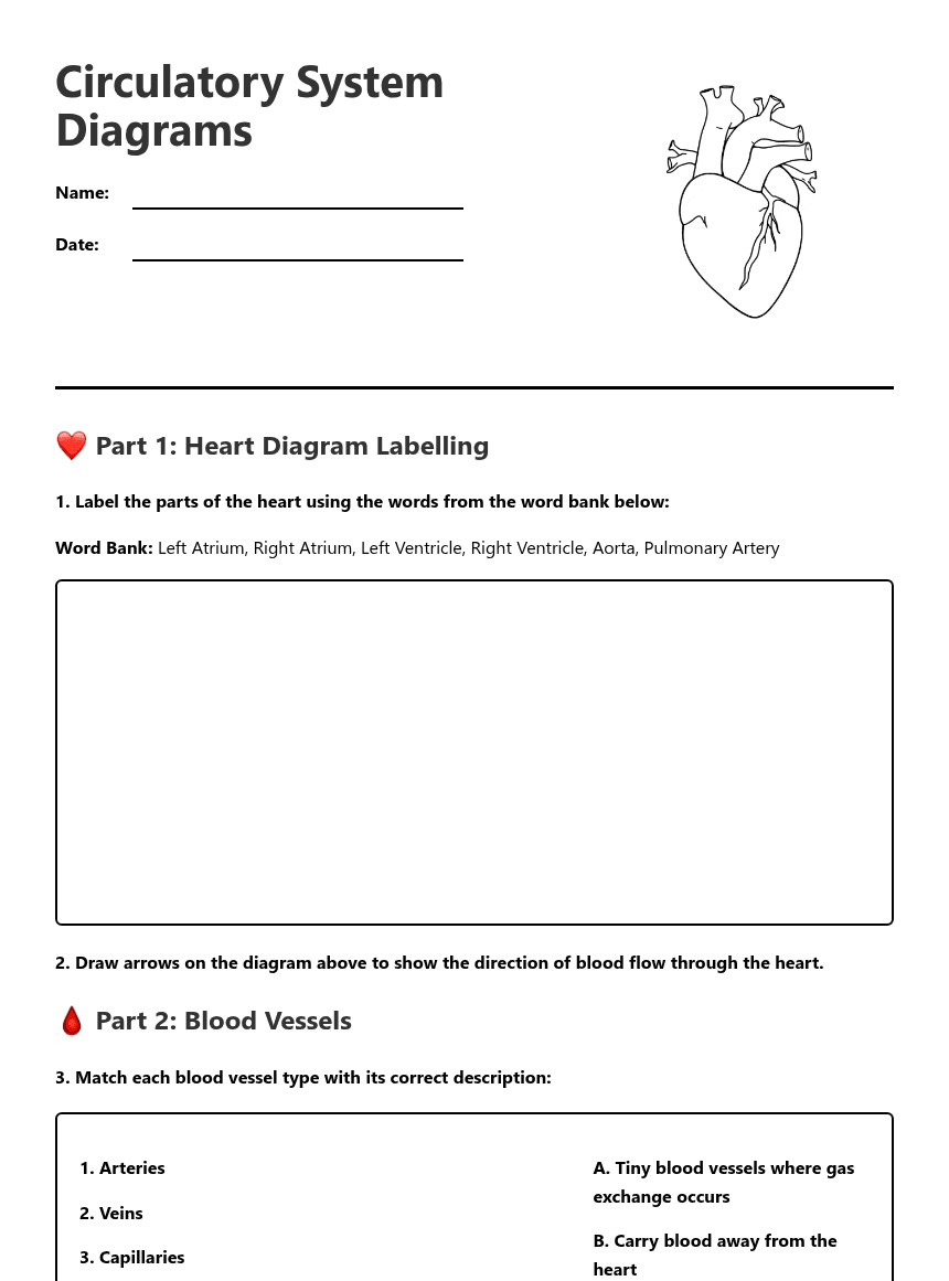 Circulatory System Diagrams worksheet preview
