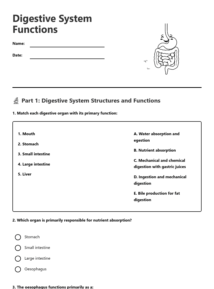 Digestive System Functions worksheet preview