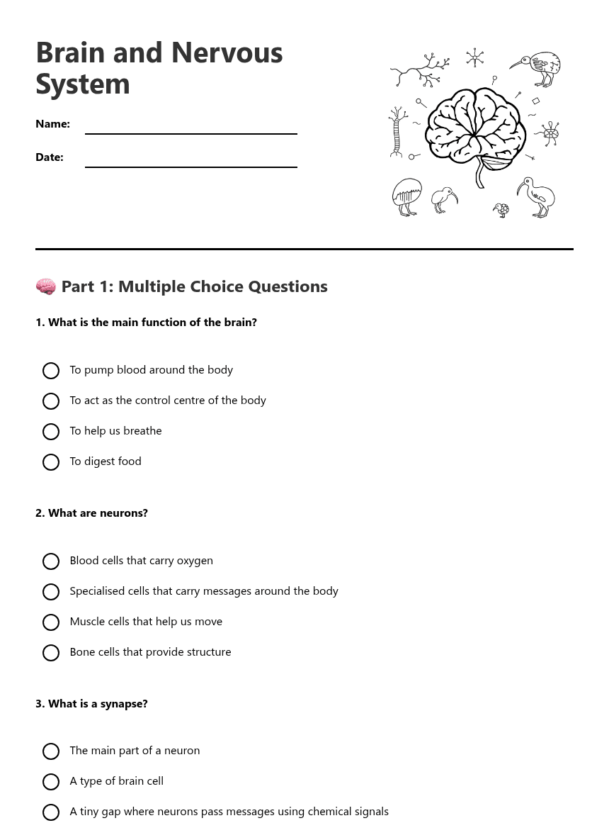 Brain and Nervous System worksheet preview