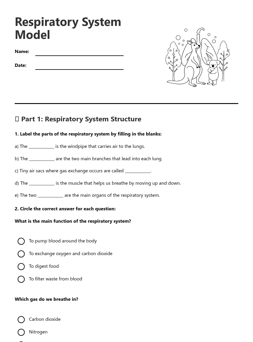 Respiratory System Model worksheet preview