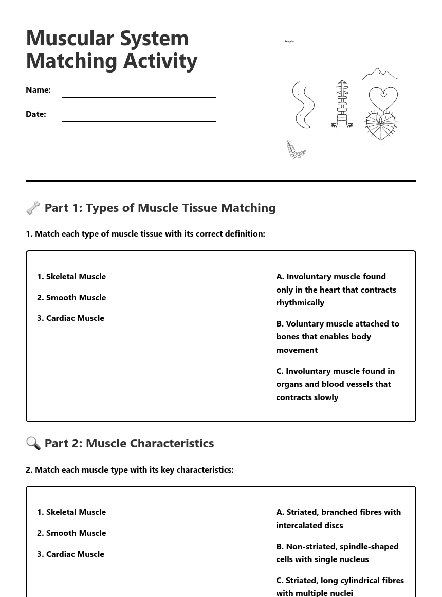 Muscular System Matching Activity worksheet preview