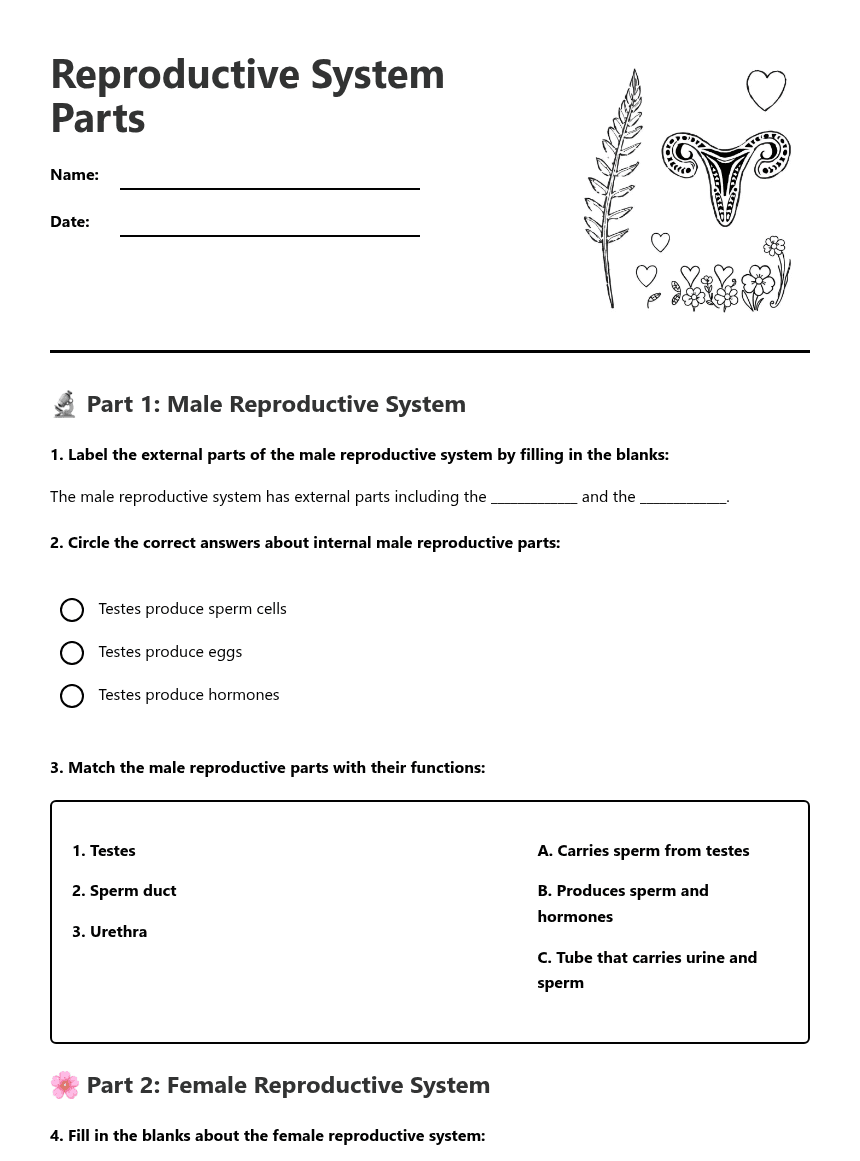 Reproductive System Parts worksheet preview