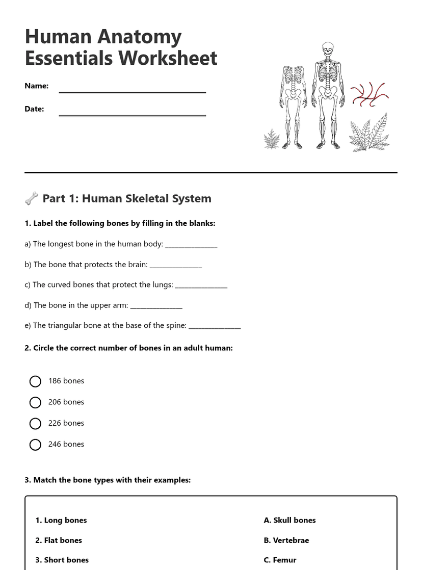 Human Anatomy Essentials Worksheet