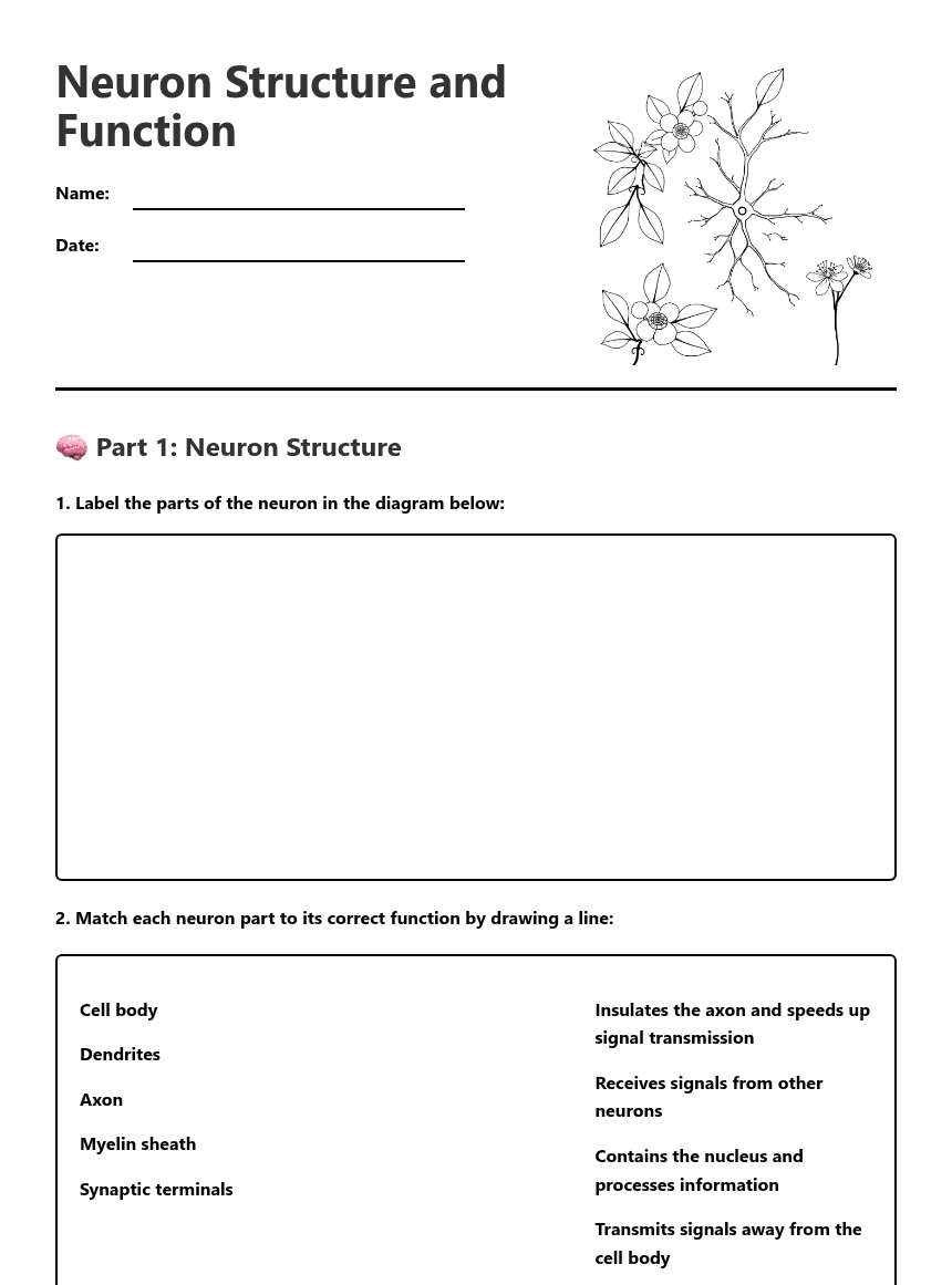 Neuron Structure and Function worksheet preview