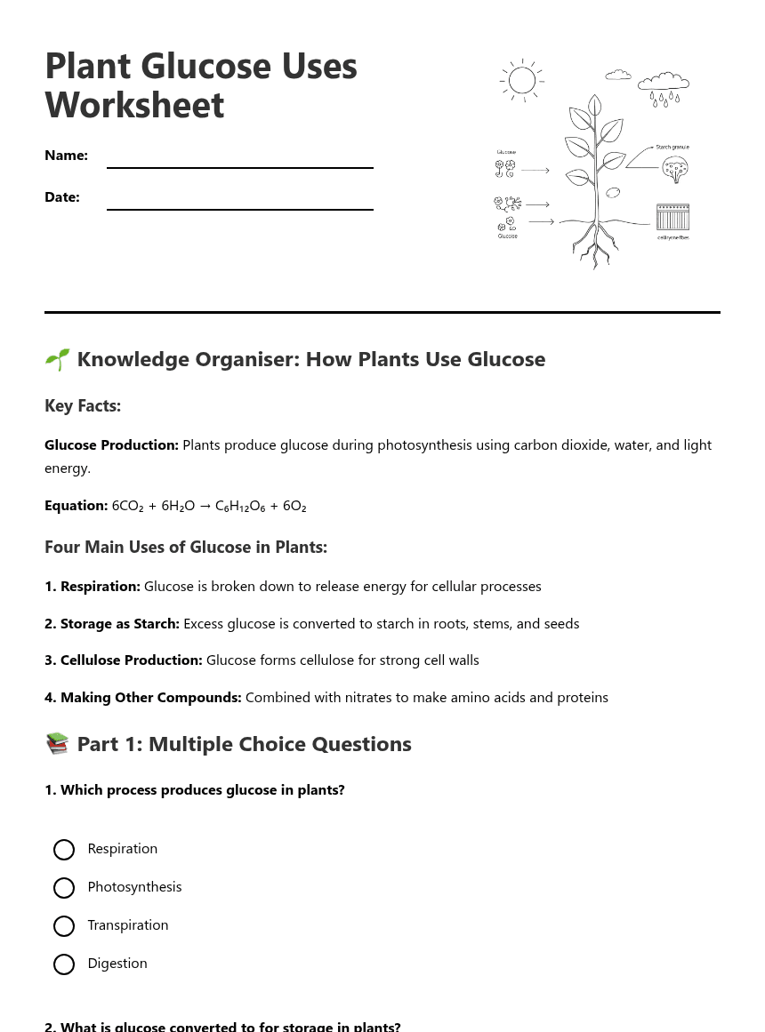 Plant Glucose Uses Worksheet worksheet preview