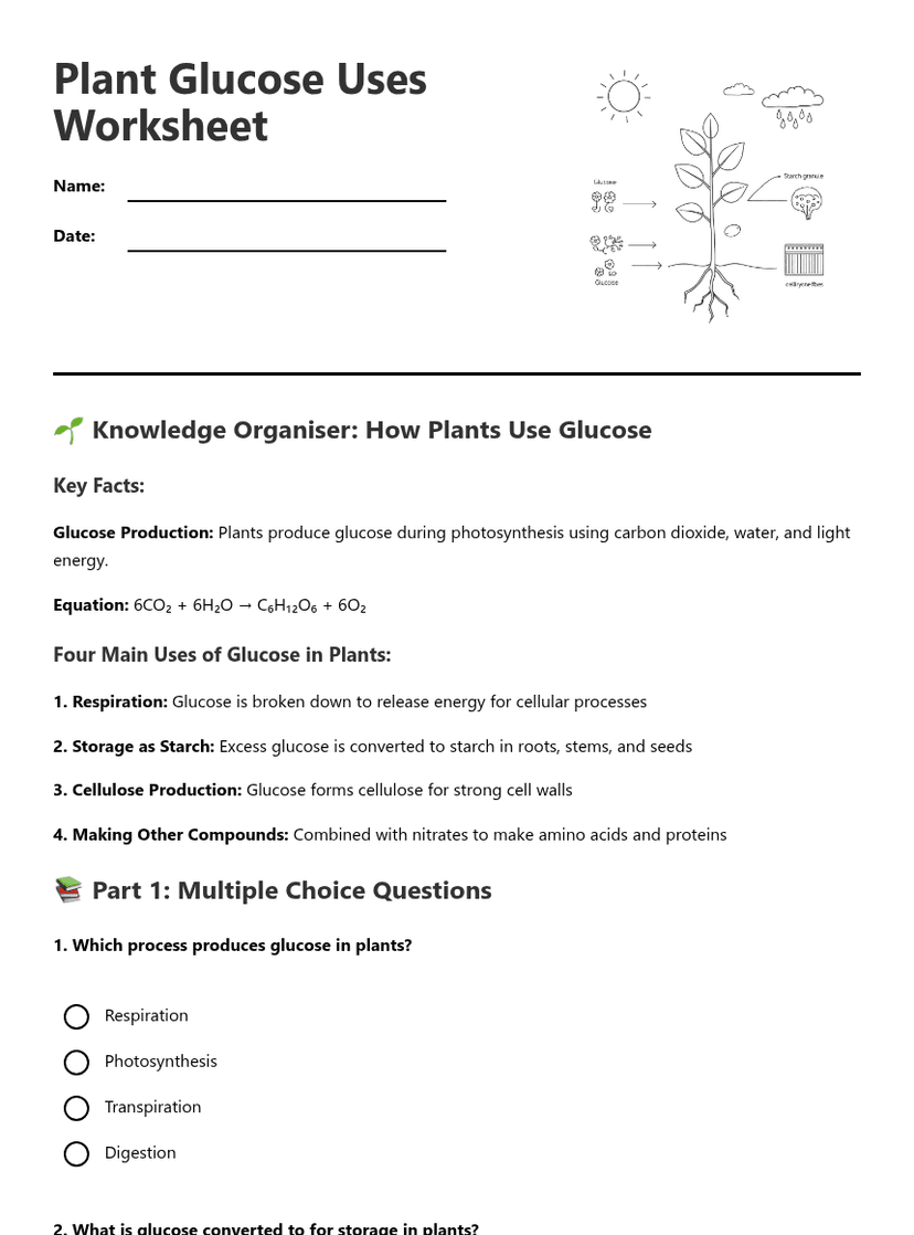 Plant Glucose Uses Worksheet