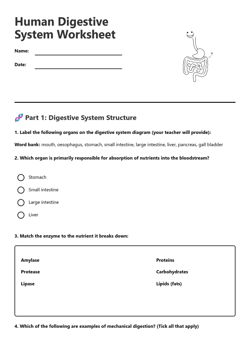 Human Digestive System Worksheet