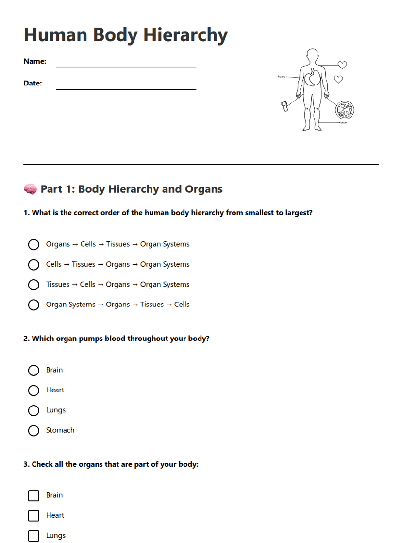 Human Body Hierarchy