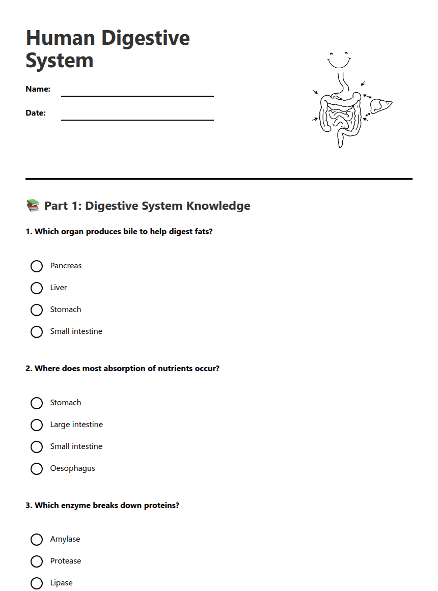 Human Digestive System worksheet preview