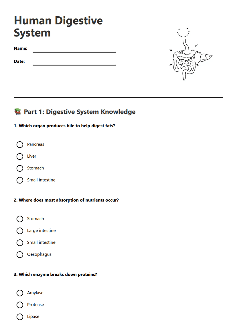 Human Digestive System