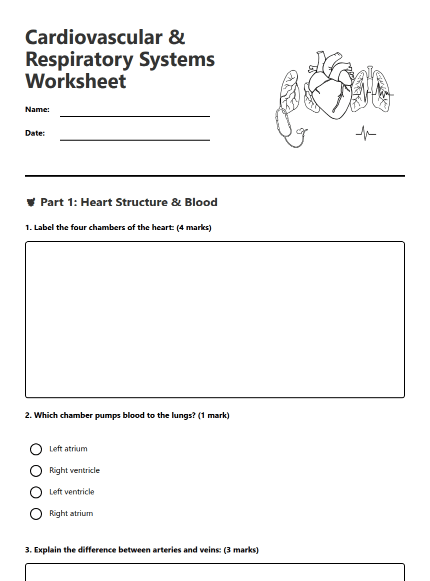 Cardiovascular Respiratory Systems Worksheet worksheet preview