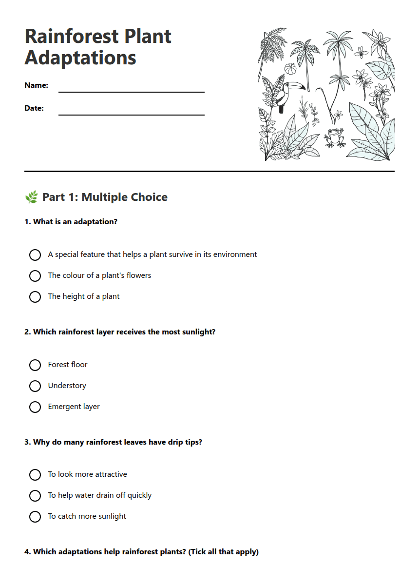 Rainforest Plant Adaptations worksheet preview