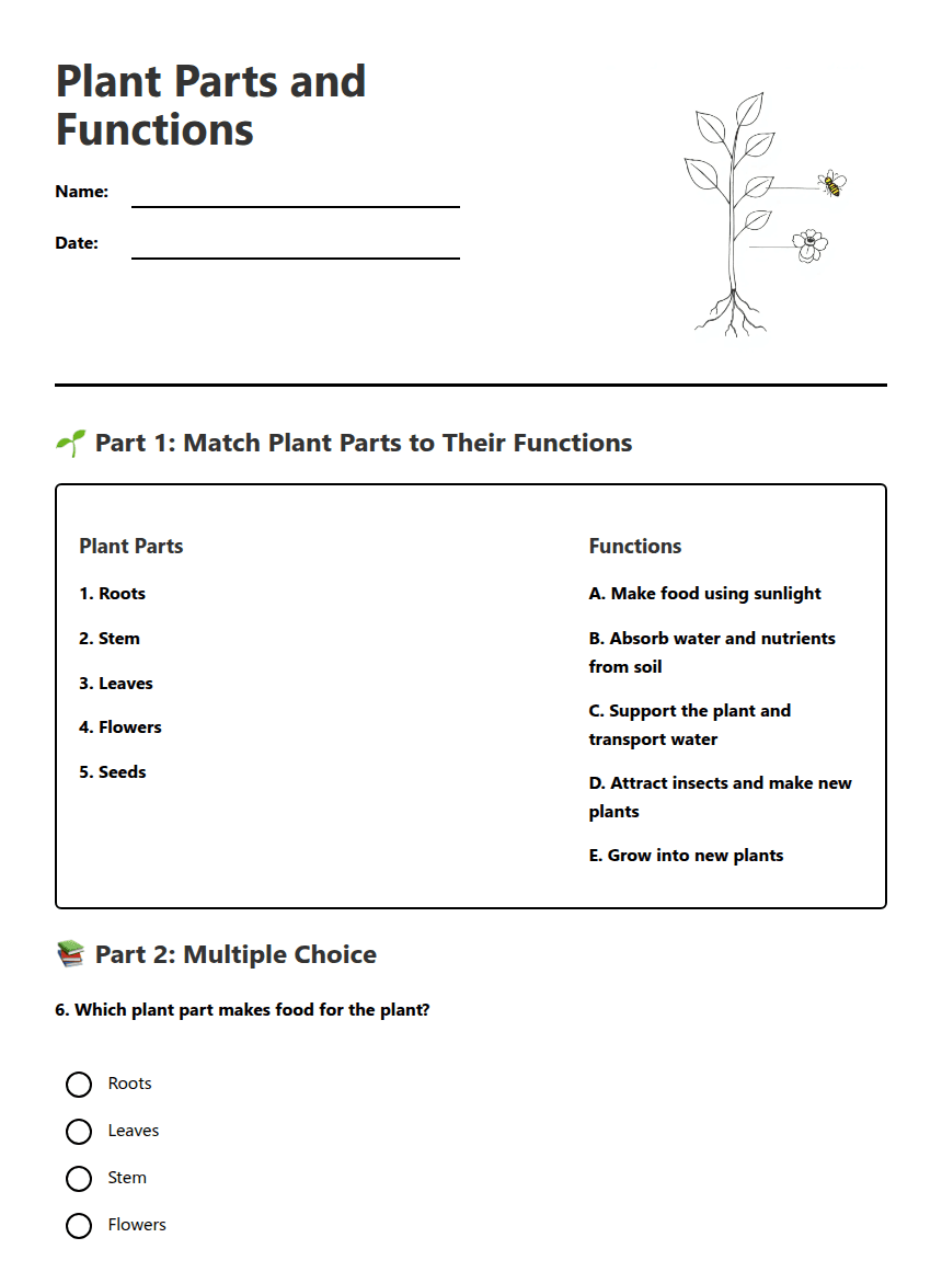 Plant Parts and Functions worksheet preview