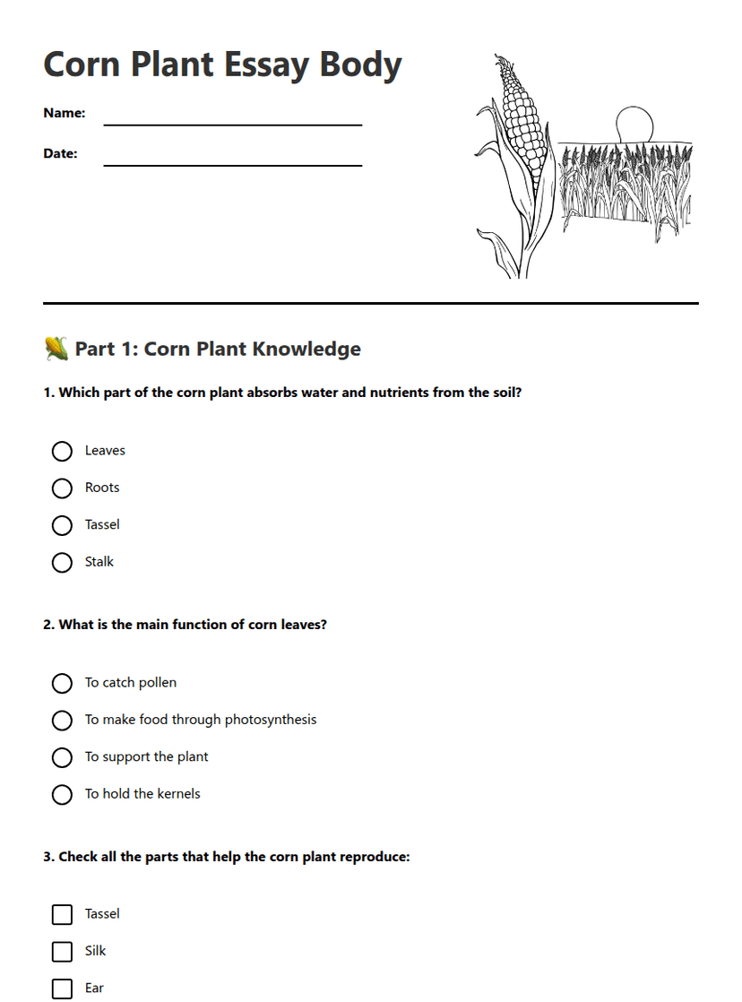 Corn Plant Essay Body