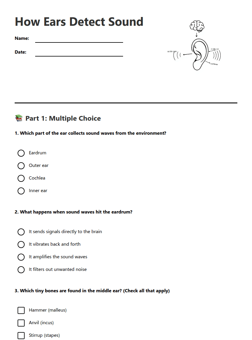 How Ears Detect Sound worksheet preview